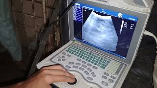 Goat Ultrasound pregnancy check bakri ka ghaban check Karachi