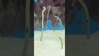 Cute garden eels #eel #splendieel #eelvideos