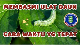 MEMBASMI HAMA PADA TANAMAN SAYURAN PARE ULAT DAUN DENGAN SKALA RUMAHAN