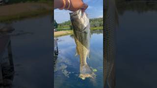 1 pound 10 ounces bass