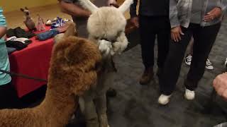 Alpacas