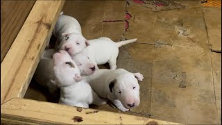 Puppy AKC Registered Bull Terriers