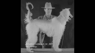 American Bred English Setter Wins Best In Dog Show 1938 | Stock Footage