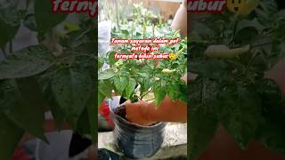 Gini cara nanam sayuran di pot‼️ pupuk dasar sampah dapur hasilnya subur👍 #shorts #tipsberkebun