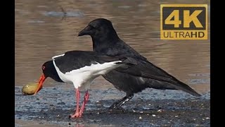 4k Am Ostersonntag gab es Austern…fischer zu sehen, Rabenkrähe als  Schmarotzer #Vogelbeobachtung