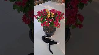 #catlover #bougainvillea