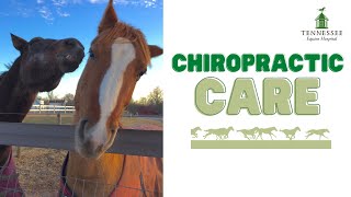 Dr. Lauren Mundy Discusses Horse Chiropractic Care