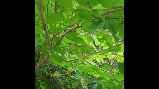 Wild Mulberries Off Gainsville-Hawthorn State Trail