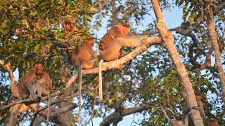 Proboscis monkey big jump swiming and cross front us