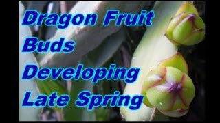 Dragon Fruit Buds Developing Late Spring