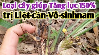 Bài thuốc trị Liệtcần-vôsinh-giúptănglực. PHAN HẢI Vlog.