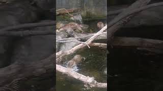 Otters #animalworld #otter #otters