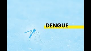 Denge junto a Inés González #Veterinaria #Veterinario #Divulgación #Dengue #OneHealth