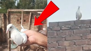 Baby pigeon Aaj hi Humne Subah Pakda hai #MAsadBirds #babypigeon #shauk