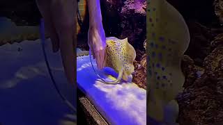 saltwater stingray #shorts #aquarium #trending