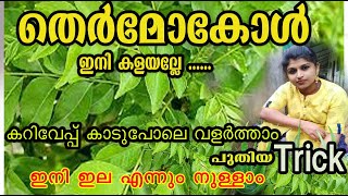 kariveppila care/കറിവേപ്പ് നടാം