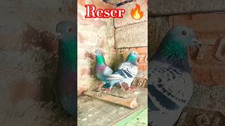 Kabootar ki videos #kabootar #pigeon #birdlovers #fancykabootar #pets #shorts #kabootarbazi #petlove