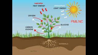 Nature  Process  - @PMLoveNatureClasses