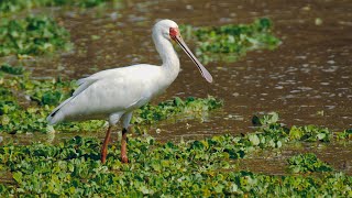 Vögel in Afrika_A bis G_Bildershow