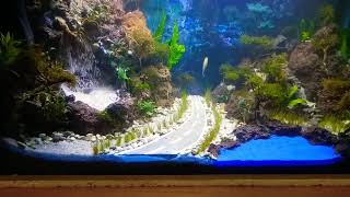 Aquascape#11 tank 60x40x40