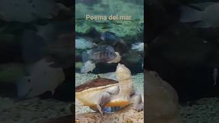 oceanarium gran canaria #shorts #animals