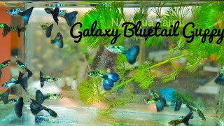 #Galaxy bluetail//#guppies Glass view//#Guppy//#farm