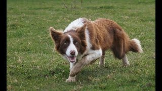 Why not to get a border collie