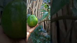 Panen Alpukat Kendil/Markus Super Jumbo‼️#shorts #shortvideo #fruit #petanimuda #alpukat #viral