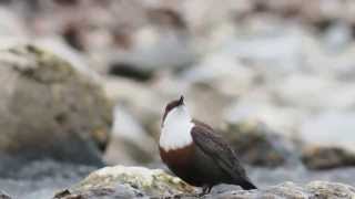 Wasseramsel an der Isar - Cinclus cinclus