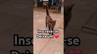 #gatos #pets #adote #edit #youtubeshorts #gatofofo #cat #yourcat #animalspecies #animal #viralvideo