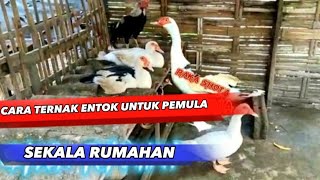 5 CARA TERNAAK ENTOK JUMBO SUKSES UNTUK PEMULA SIMAK CARA INI PEMULA WAJIB TAU #entokjumbo