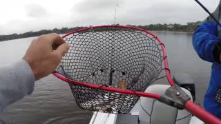 Catching plenty of Reddies at Lake Eppalock [22-04-17]