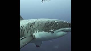 amazing close up fotage of white shark#shark #whitesharkocean