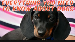 Everything You Need To Know About Dogs