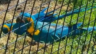 LONDON ZOO--PARROTS