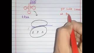 Protein synthesis Part 5 (Translation)