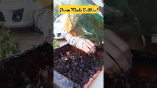 Proses Sedot Madu (Panen Madu) Kelulut Trigona Itama