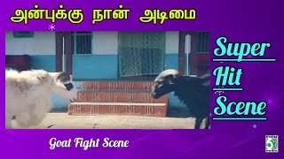 Goat Fight | Anbukku Naan Adimai