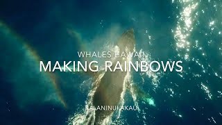 Whales Making Rainbows: DJI Mavic Pro Footage