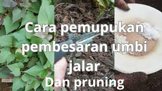 cara pemupukan ubi jalar di pot agar besar dan cara pruning