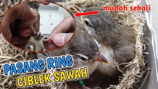 Cara memasang ring burung prenjak sawah yang benar