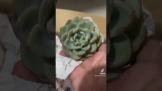 Unboxing my succulents #vlog #happy #love#succulent #landscape #fun