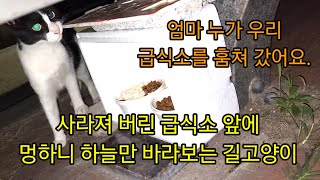 어느날 사라져 버린 급식소 앞에 멍하니 하늘만 바라보는 길고양이