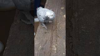 funny animals #shortvideo #parrot  #animals