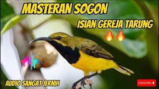 MASTERAN SOGON MATERI GEREJA TARUNG 🔥🔥DURASI TEMBAKAN PANJANG #masteranburung #sogonbahan #sogon