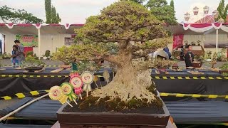 Bonsai kelas terbaik di event Pamnas 'RUBI' cabang Pasuruan