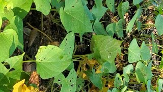 Harvesting sweet potatoes before winter