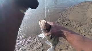 Ohio River Bank Fishing B (first striper)