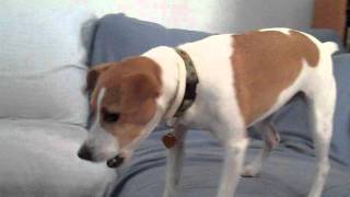 Dolly the Jack Russell Terrier meets Babble Ball