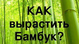 Выращивание зимостойкого бамбука в Украине